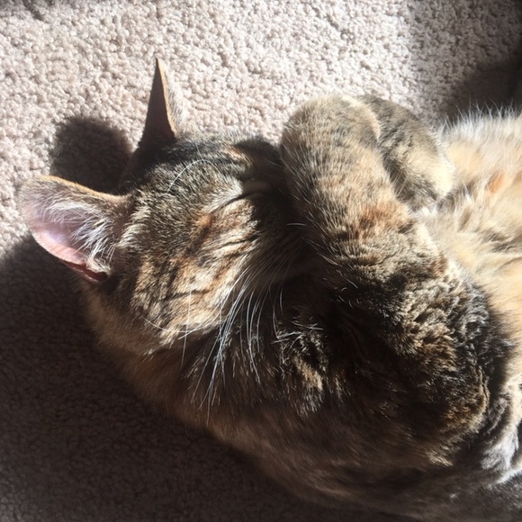 Follow game - Picture 2 of 2